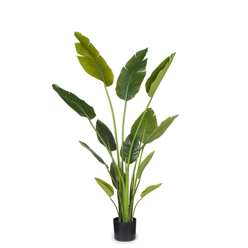 Travellers Palm Plant FI4989GR