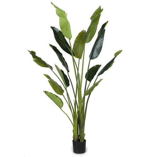 Travellers Palm Large FI4990GRN