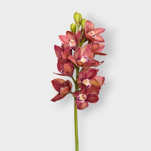 Cymbidium Orchid FI6143BRG