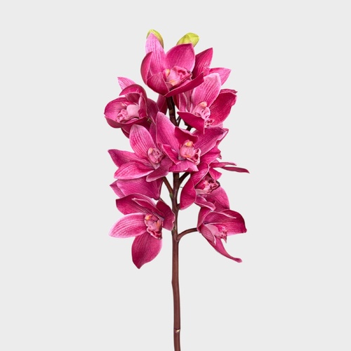 Cymbidium Orchid FI6143FU