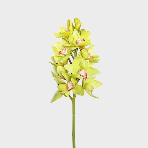 Cymbidium Orchid FI6143GR