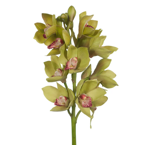 Cymbidium Orchid FI6143GR