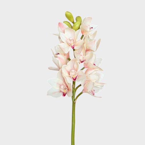 Cymbidium Orchid FI6143LN