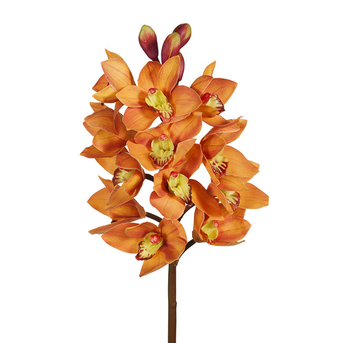 Cymbidium Orchid FI6143OR