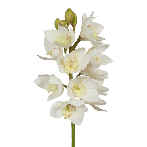 Cymbidium Orchid FI6143WH