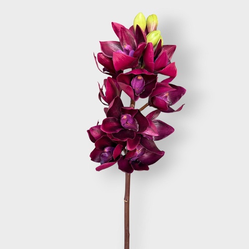 Cymbidium Orchid FI6143WN