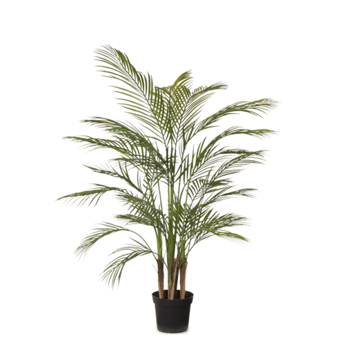  Areca Palm Plant FI6423GRN