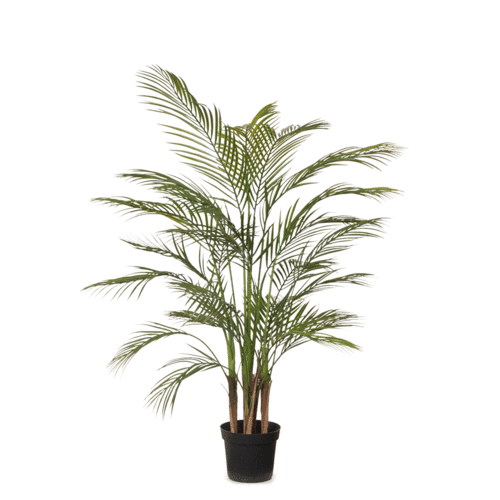 Palm Areca Plant FI6423GR
