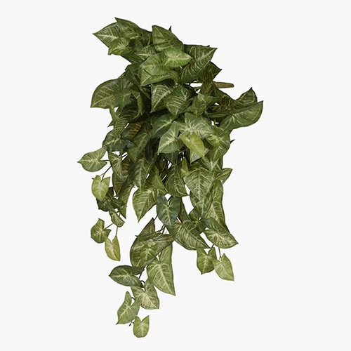 Syngonium Hanging Bush FI6544GRN