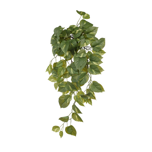 Pothos Hanging Bush Small FI6657GR