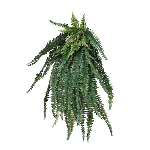 Boston Fern Large FI6767GRN
