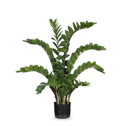 Zanzibar Gem Plant FI6871-GRN