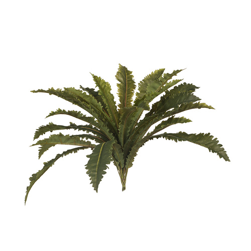 Asplenium Fern Bush FI6891-GRN