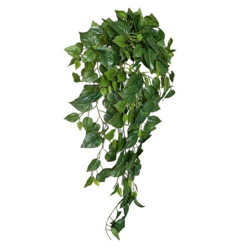 Philodendron Hanging Bush FI6901GR