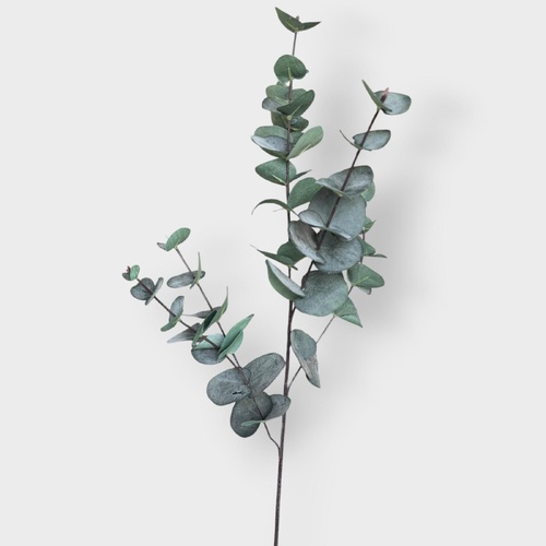 Eucalyptus Silver Dollar FI6982DG