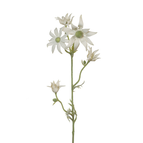 Flannel Flower FI7122CG