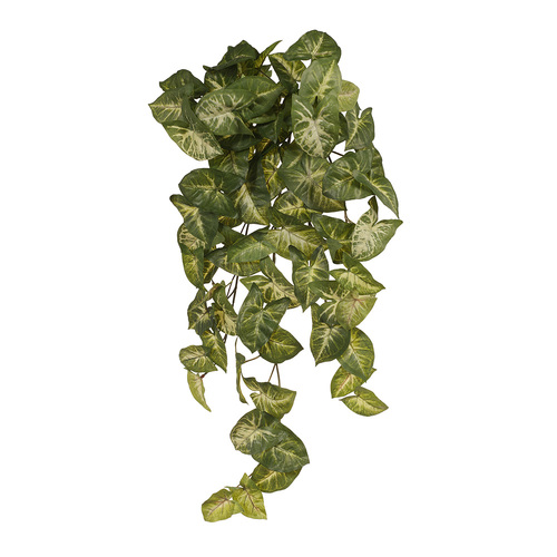 Syngonium Hanging Bush FI7258-GRN