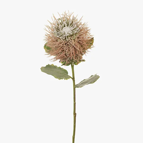 Leucospermum Protea Hybrid FI7316-LP