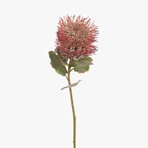 Leucospermum Protea Hybrid FI7316-OR