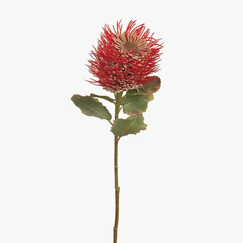 Leucospermum Protea Hybrid FI7316-RD
