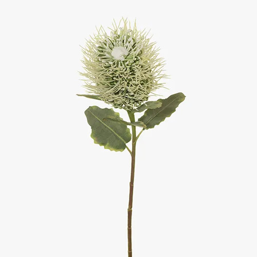 Leucospermum Protea Hybrid FI7316-WH