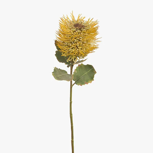 Leucospermum Protea Hybrid FI7316-YE