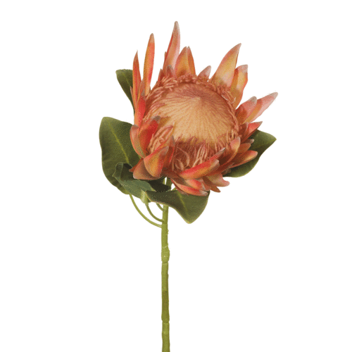 King Protea FI7341-ORG