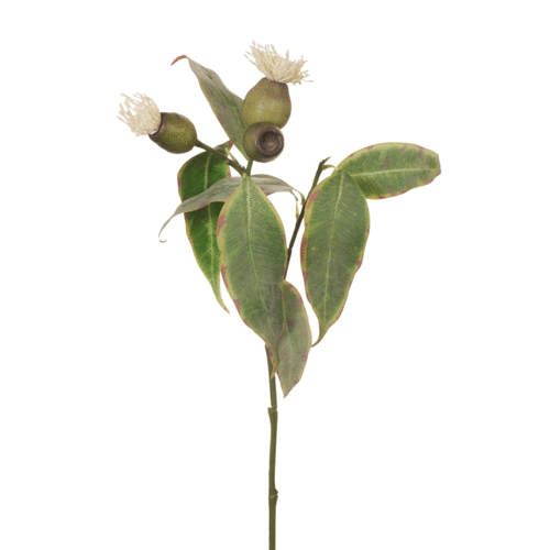 Flowering Eucalyptus Pod FI7354-CRM