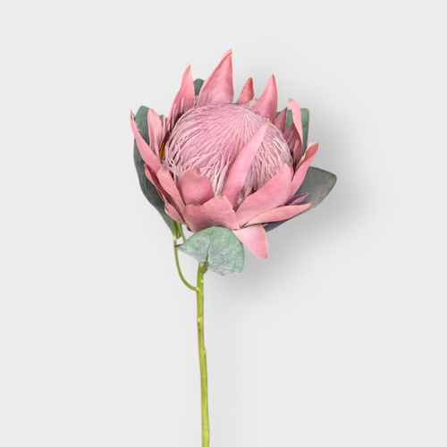 Protea King FI7365MV
