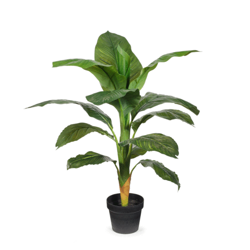 Dieffenbachia Plant Small FI7527-GRN
