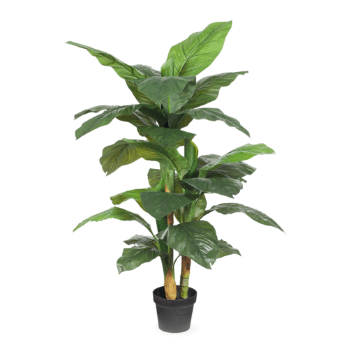 Dieffenbachia Plant Medium FI7528-GRN