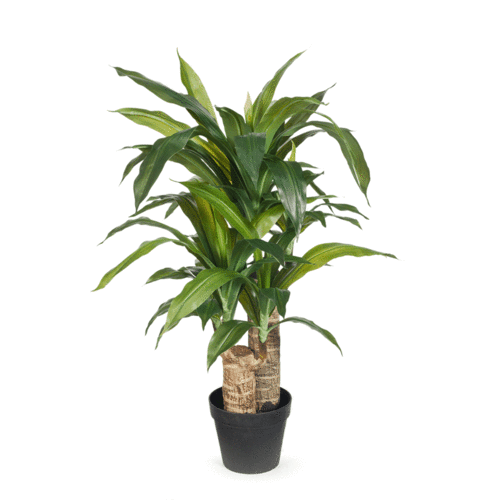 Dracaena Plant Small FI7529-GRN