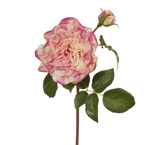 Rose Dutchess FI7552-PNKMAU
