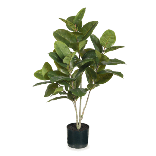 Rubber Plant Medium FI7576-GRN