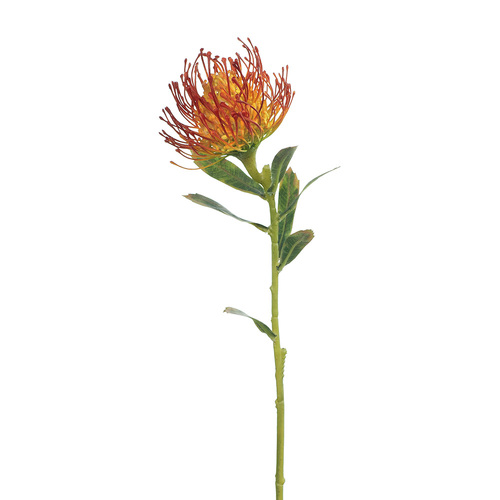Pincushion Protea FI7680-BO
