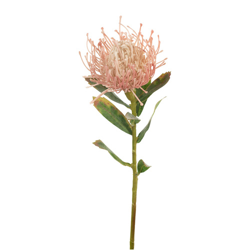 Pincushion Protea  FI7680-LP