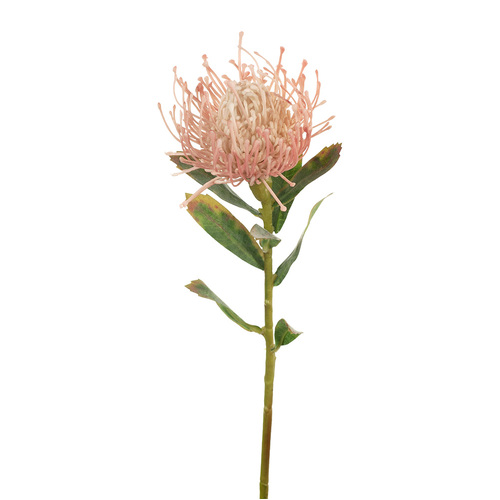 Protea Leucospermum Pincushion FI7680LP