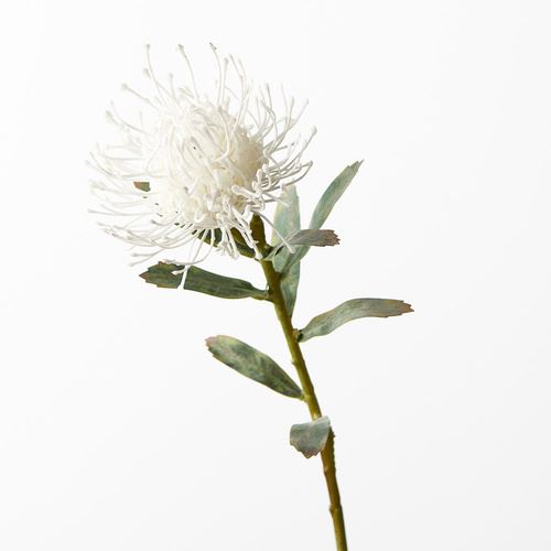 Pincushion Protea FI7680-WH