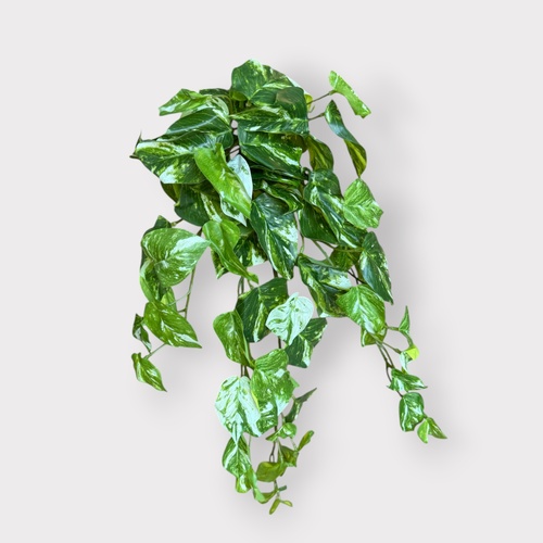 Pothos Marble Hanging Bush Variegated FI7701VG