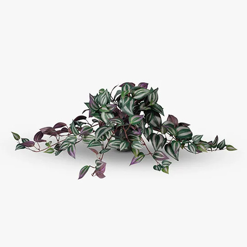 Wandering Jew in pot FI7744DG