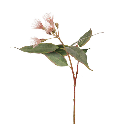 Eucalyptus Flowering FI7858PK
