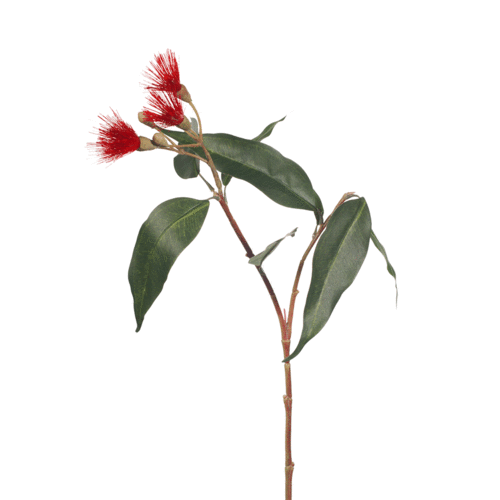Eucalyptus Flowering Red FI7858RD