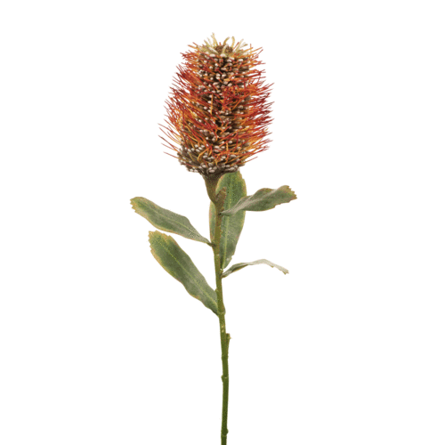 Protea Leucospermum Hybrid FI7863OR