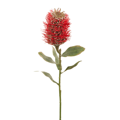 Protea Leucospermum Hybrid FI7863RD
