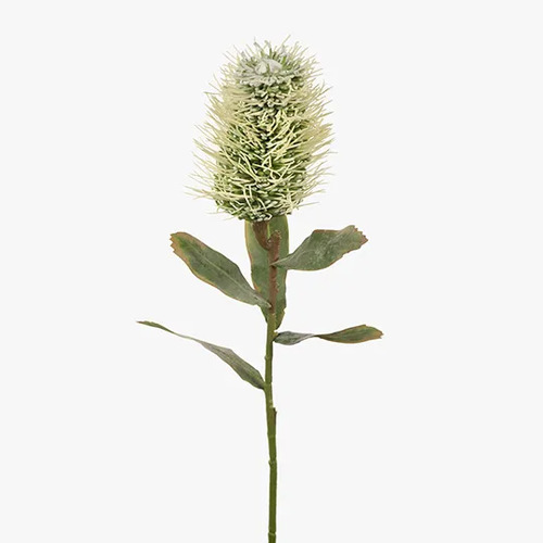Protea Leucospermum Hybrid FI7863WH
