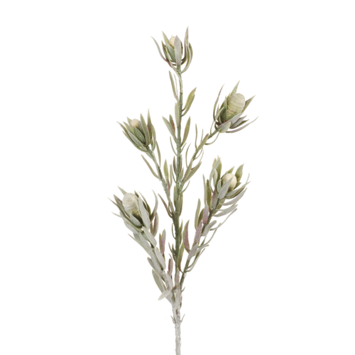 Protea Leucadendron Spray Cream Green
