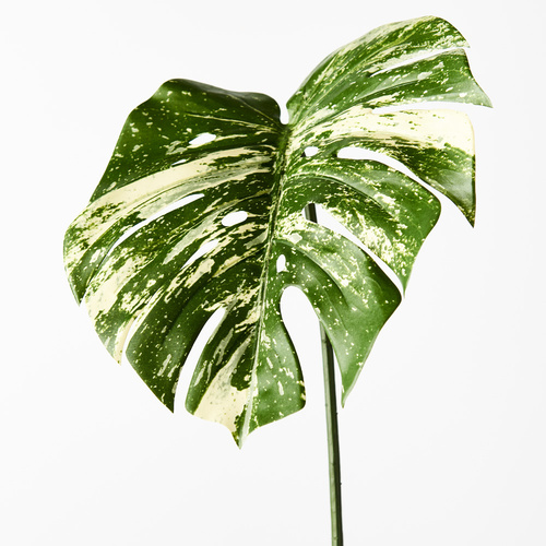 Variegated Monstera FI7915VG