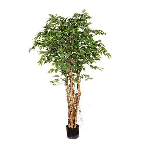 Ficus Tree Medium FI7938