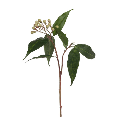 Eucalyptus Seed Spray FI7950GR