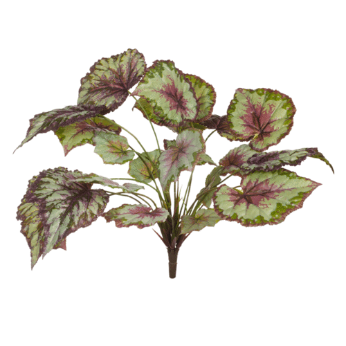 Begonia Bush Purple Green FI7954PUG